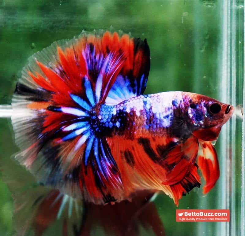Betta fish Multicolor Candy Nemo Hawk (OHM) - Image 2