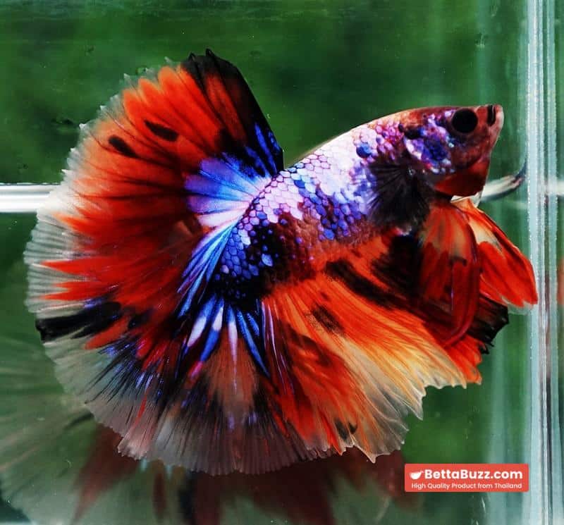 Betta fish Multicolor Candy Nemo Hawk (OHM) - Image 8