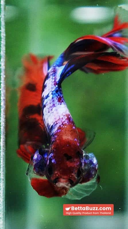 Betta fish Multicolor Candy Nemo Hawk (OHM) - Image 9