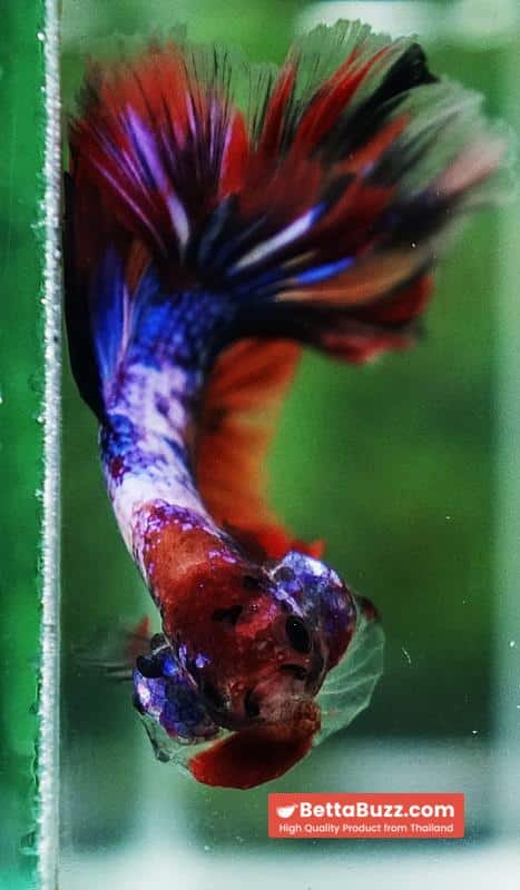 Betta fish Multicolor Candy Nemo Hawk (OHM) - Image 10