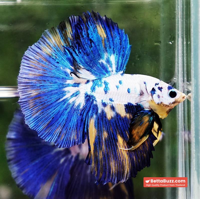 Betta fish Yellow Banabie Marble HM - Image 3