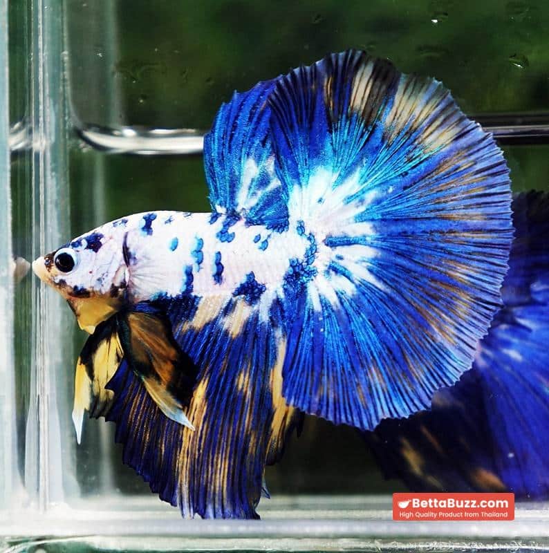 Betta fish Yellow Banabie Marble HM - Image 2