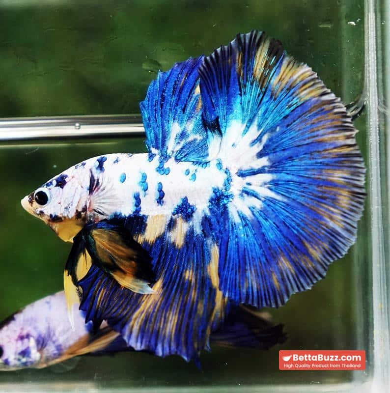 Betta fish Yellow Banabie Marble HM - Image 4