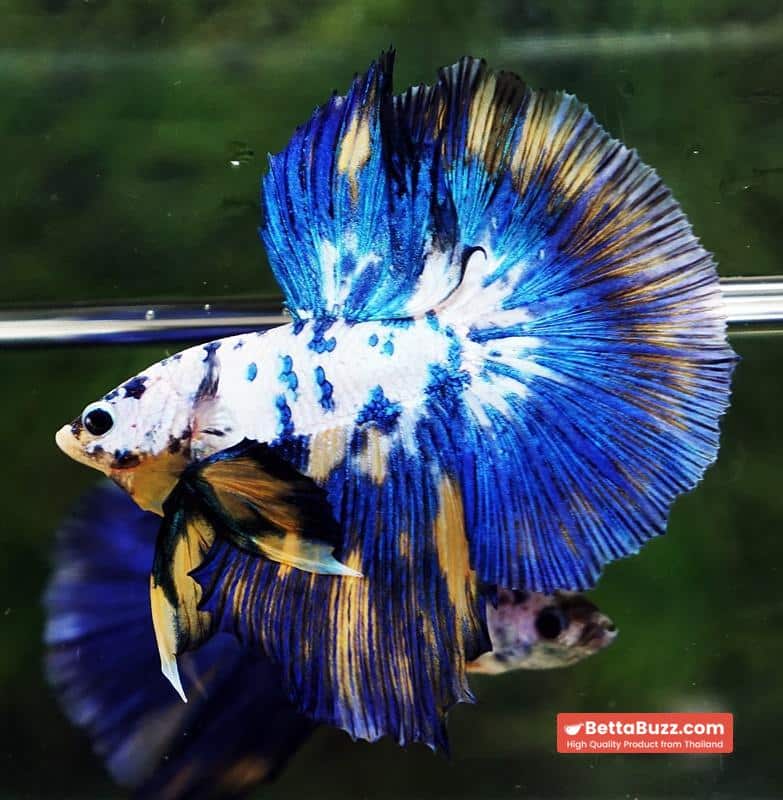 Betta fish Yellow Banabie Marble HM - Image 6