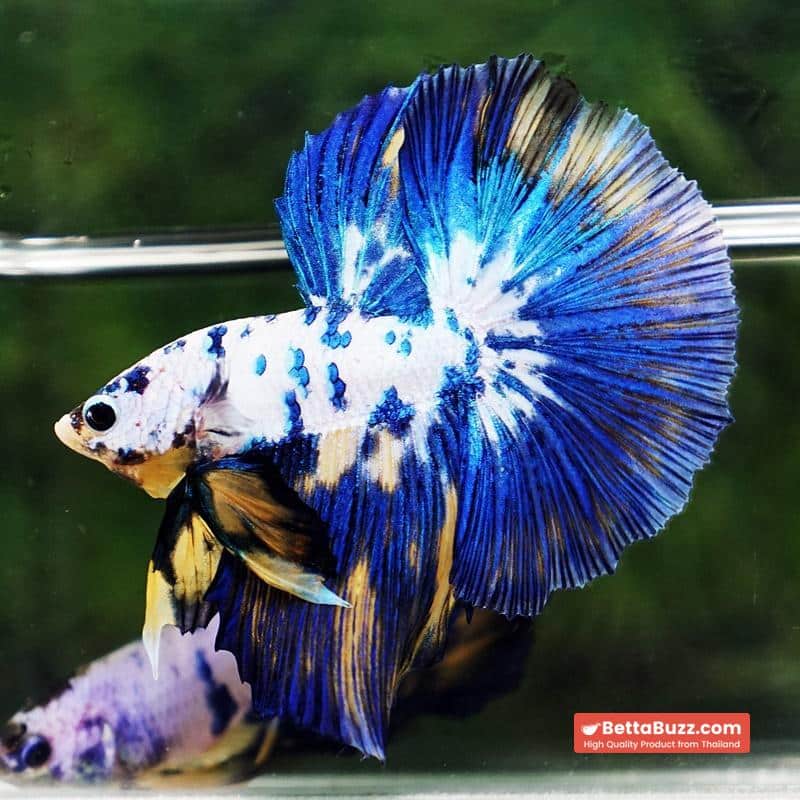 Betta fish Yellow Banabie Marble HM - Image 7