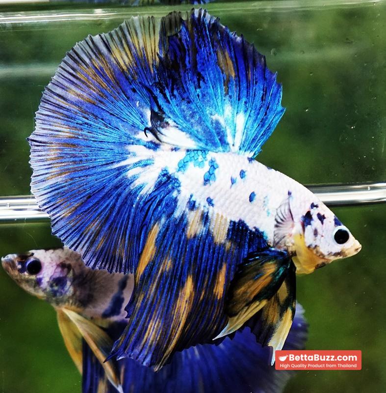 Betta fish Yellow Banabie Marble HM - Image 5