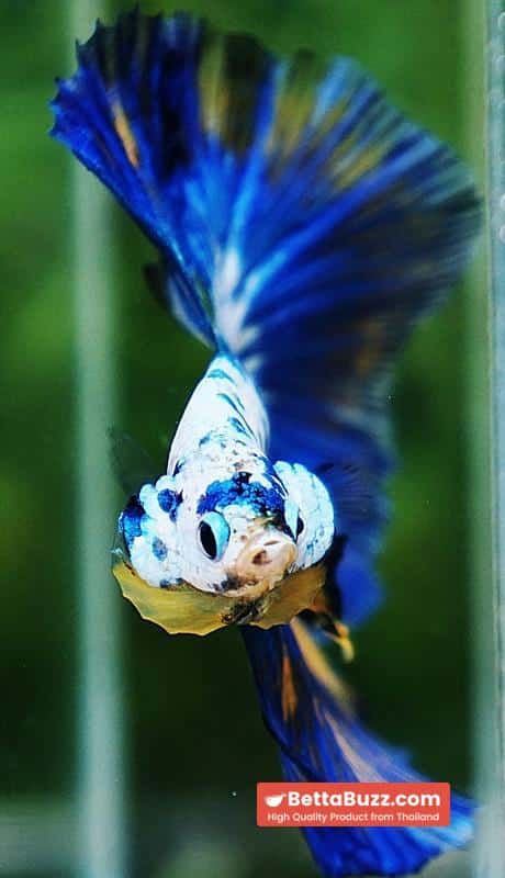 Betta fish Yellow Banabie Marble HM - Image 8