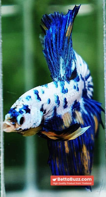 Betta fish Yellow Banabie Marble HM - Image 9