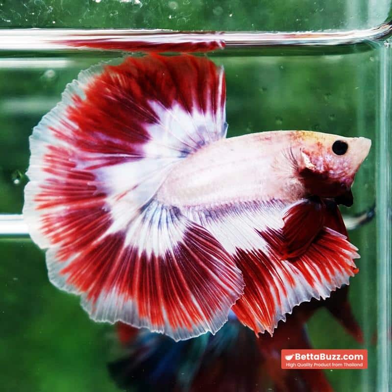 Betta fish Grizzle Red Snow Butterfly OHM - Image 4
