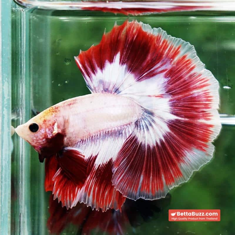 Betta fish Grizzle Red Snow Butterfly OHM - Image 5