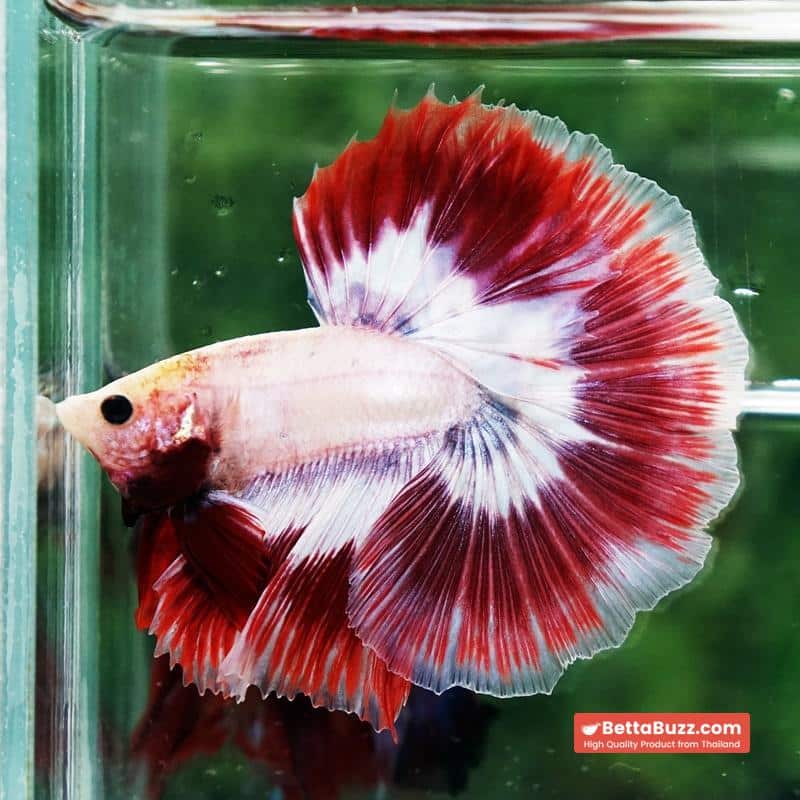 Betta fish Grizzle Red Snow Butterfly OHM - Image 3