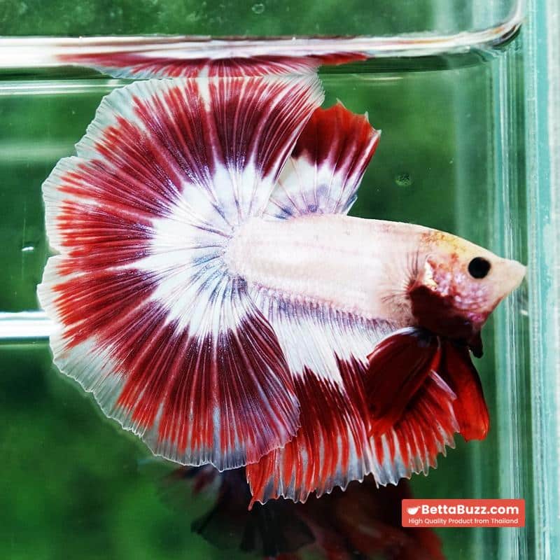 Betta fish Grizzle Red Snow Butterfly OHM - Image 6