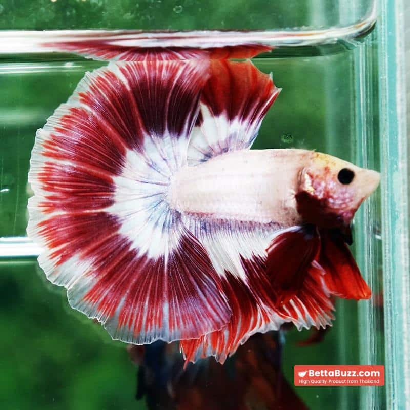 Betta fish Grizzle Red Snow Butterfly OHM - Image 2