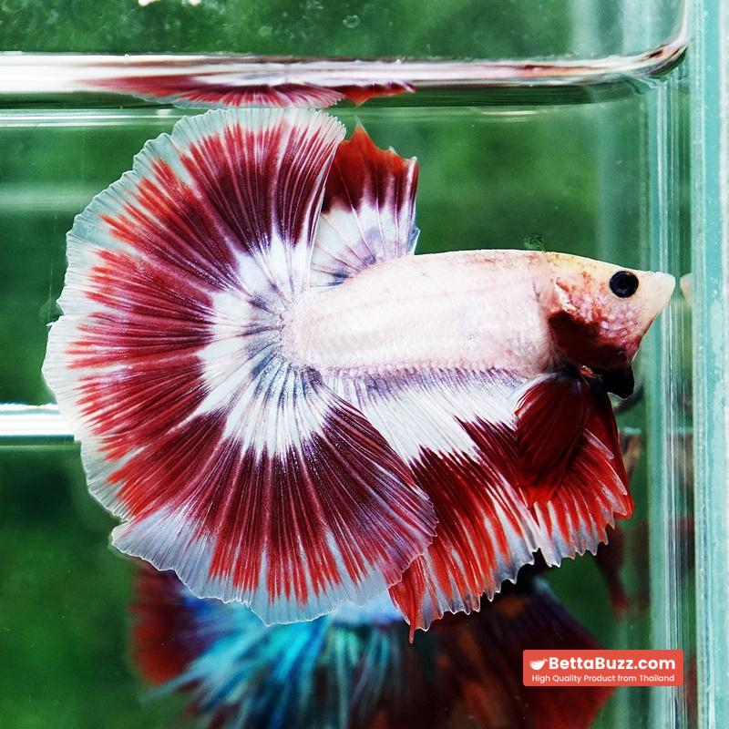 Betta fish Grizzle Red Snow Butterfly OHM - Image 7