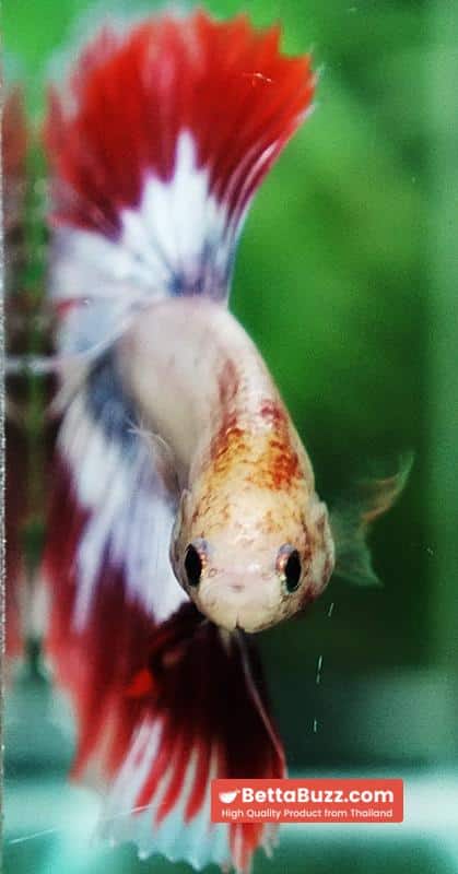 Betta fish Grizzle Red Snow Butterfly OHM - Image 8