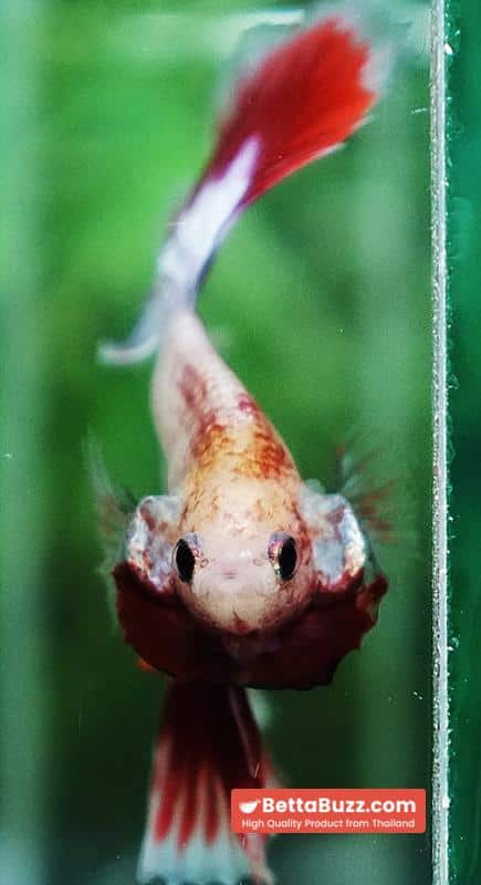 Betta fish Grizzle Red Snow Butterfly OHM - Image 9