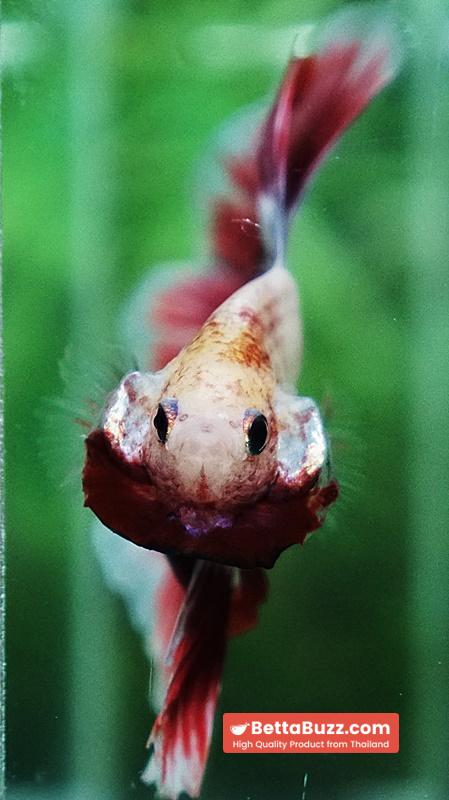 Betta fish Grizzle Red Snow Butterfly OHM - Image 10