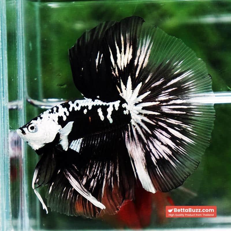 Betta fish King Shadow Black Black Star Samurai HM (Ultra Rare) - Image 7
