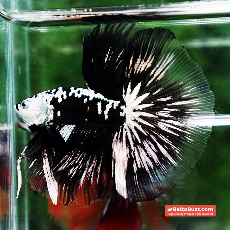 Betta fish King Shadow Black Black Star Samurai HM (Ultra Rare) - Image 5