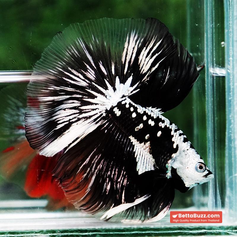 Betta fish King Shadow Black Black Star Samurai HM (Ultra Rare) - Image 6