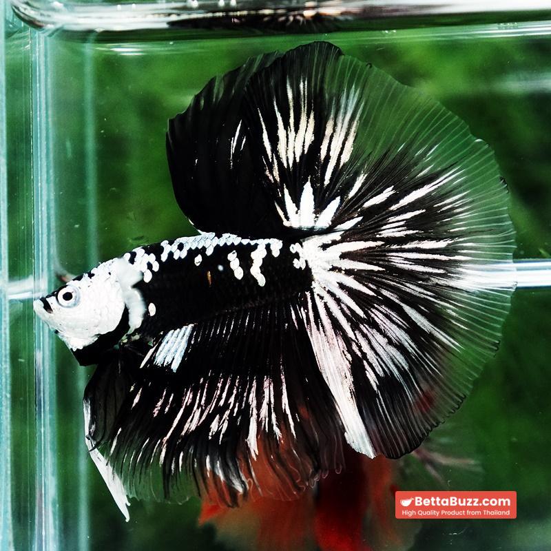 Betta fish King Shadow Black Black Star Samurai HM (Ultra Rare) - Image 3