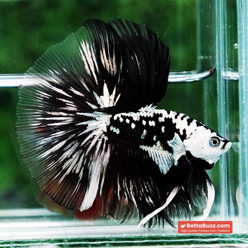 Betta fish King Shadow Black Black Star Samurai HM (Ultra Rare) - Image 4
