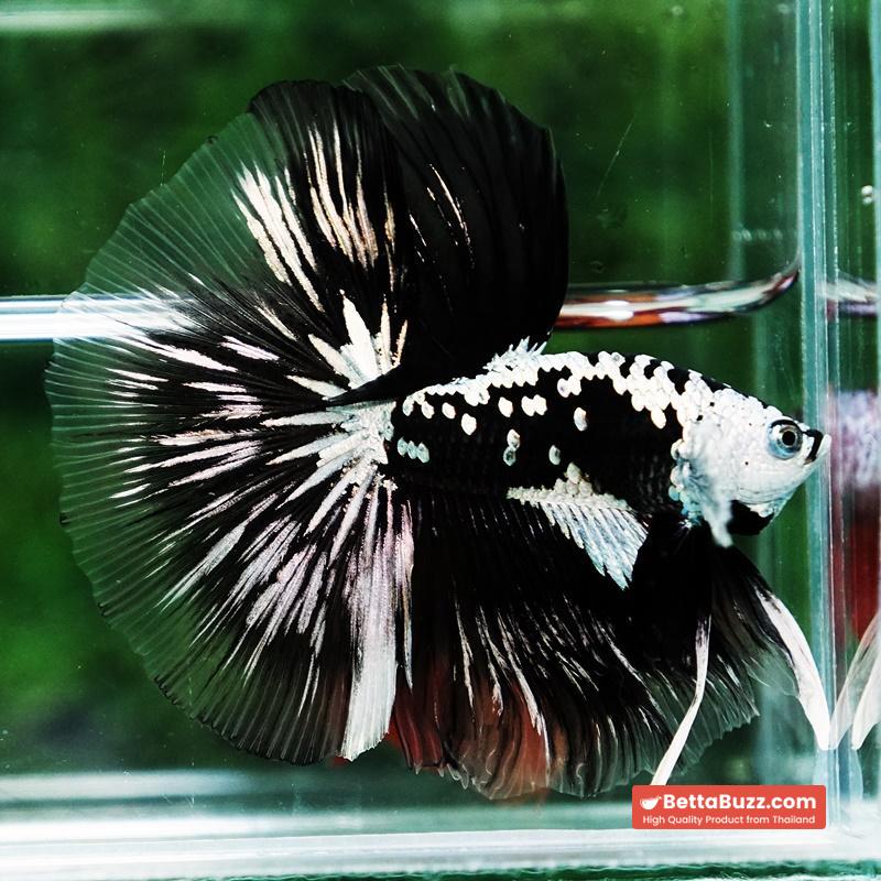 Betta fish King Shadow Black Black Star Samurai HM (Ultra Rare) - Image 2