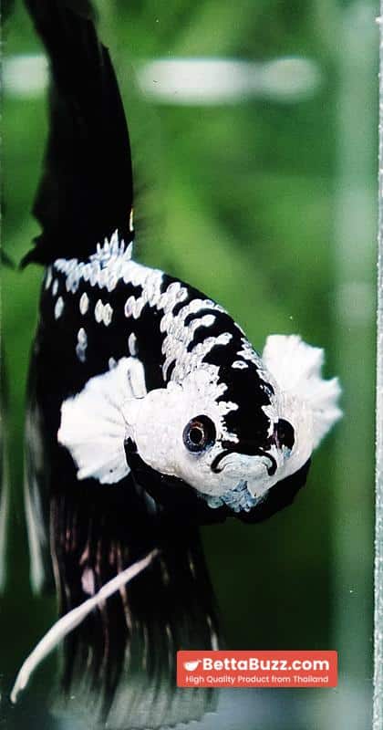 Betta fish King Shadow Black Black Star Samurai HM (Ultra Rare) - Image 8