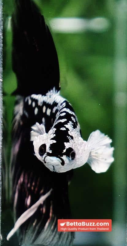 Betta fish King Shadow Black Black Star Samurai HM (Ultra Rare) - Image 9