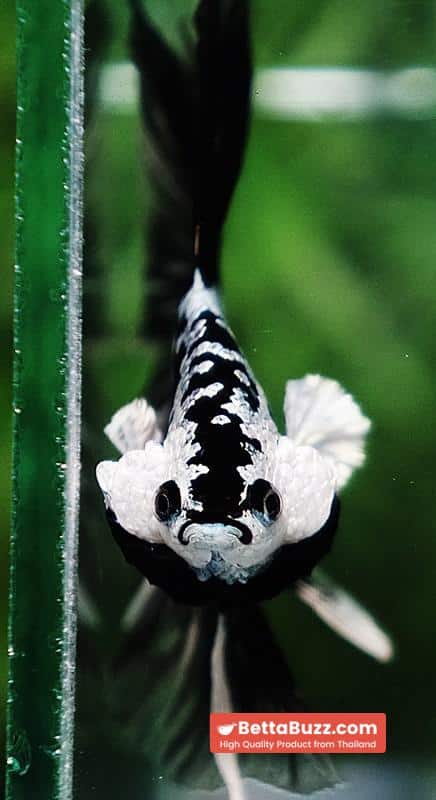 Betta fish King Shadow Black Black Star Samurai HM (Ultra Rare) - Image 10