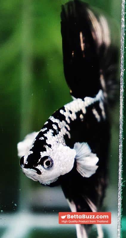 Betta fish King Shadow Black Black Star Samurai HM (Ultra Rare) - Image 11