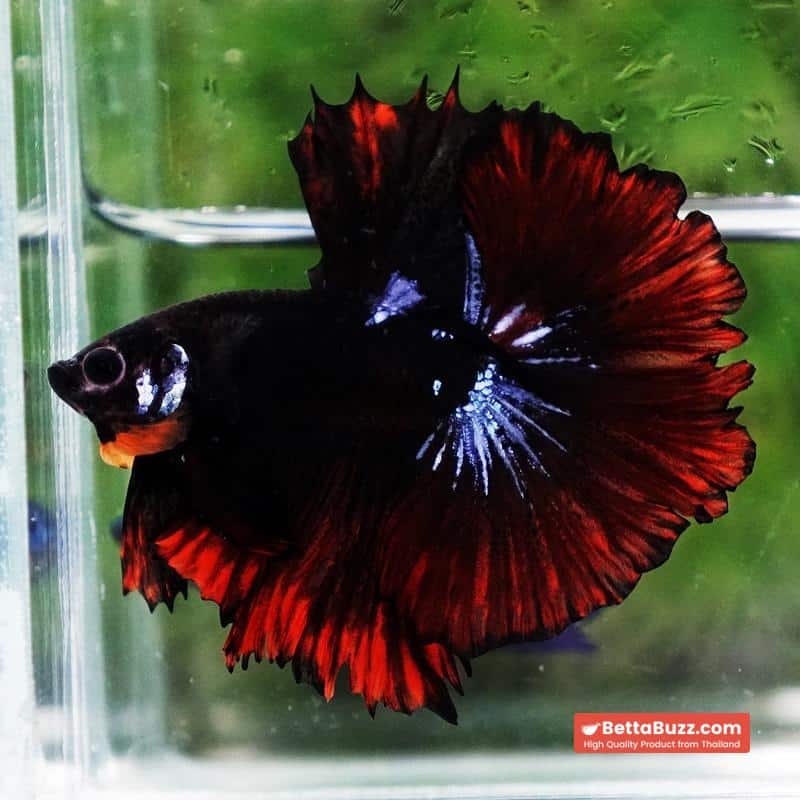 Betta fish Black Hole On Fire Warrior Rosetail OHM - Image 2