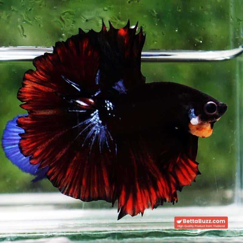 Betta fish Black Hole On Fire Warrior Rosetail OHM - Image 3