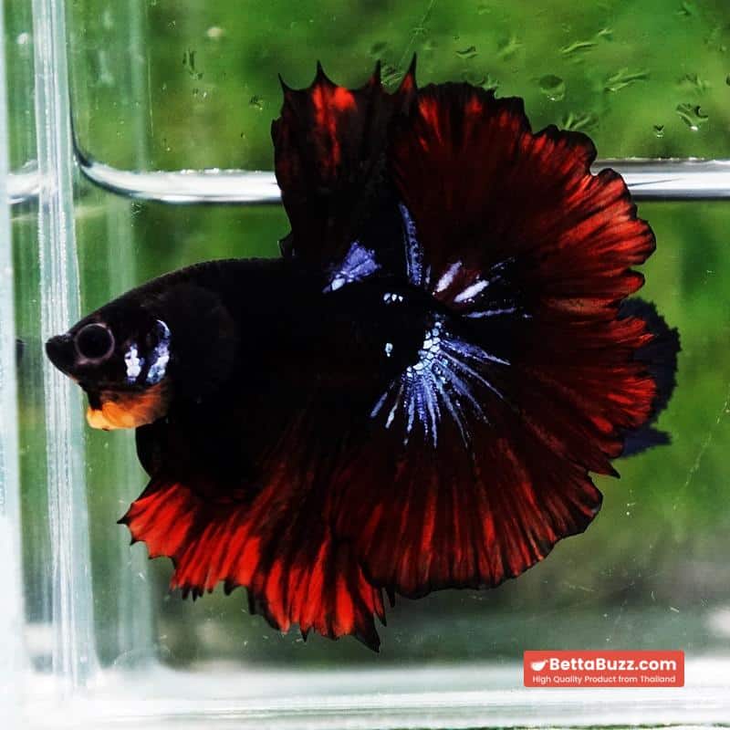 Betta fish Black Hole On Fire Warrior Rosetail OHM - Image 4