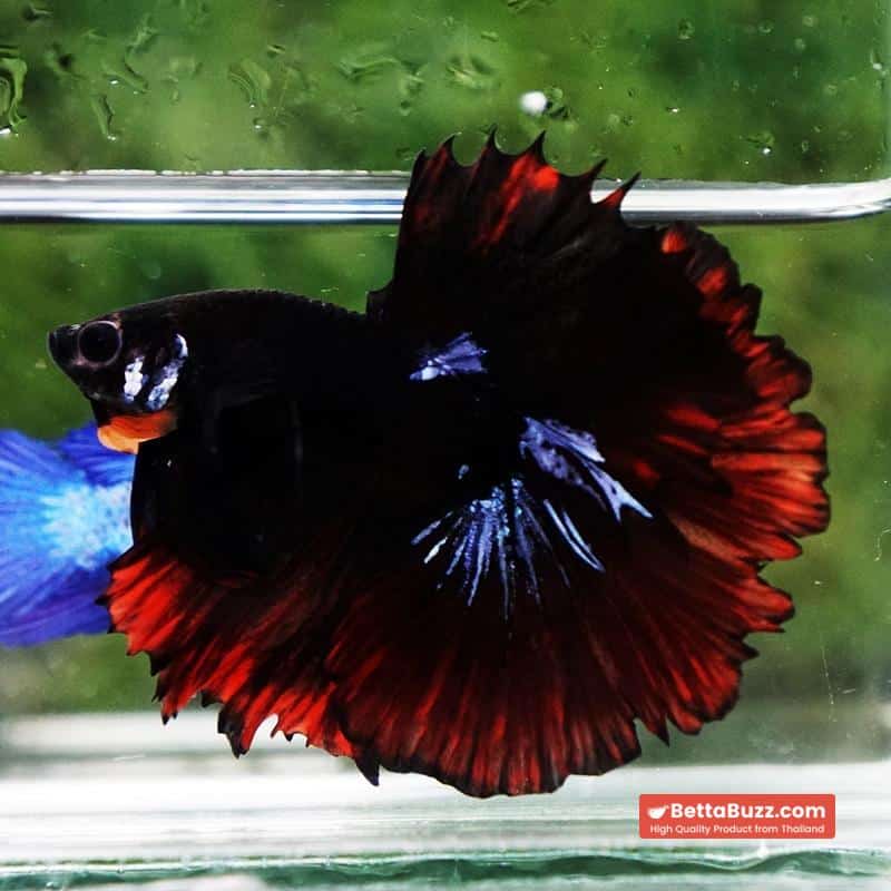 Betta fish Black Hole On Fire Warrior Rosetail OHM - Image 5