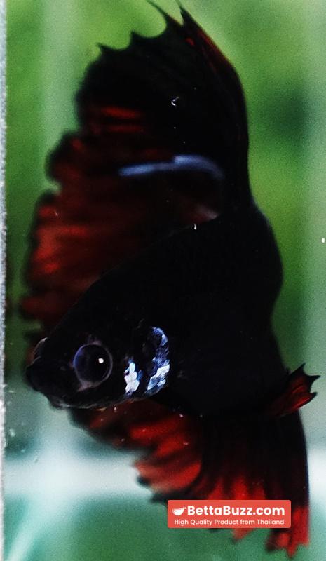 Betta fish Black Hole On Fire Warrior Rosetail OHM - Image 6