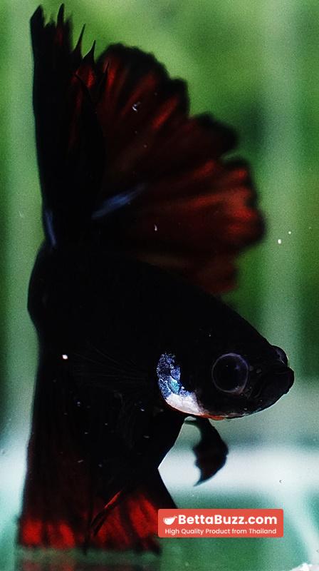 Betta fish Black Hole On Fire Warrior Rosetail OHM - Image 7