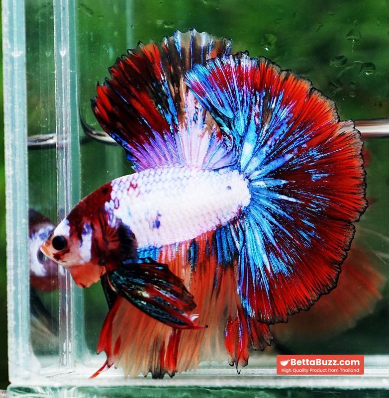 Betta fish Multicolor Candy Red Scaft Sky Hawk HM - Image 5