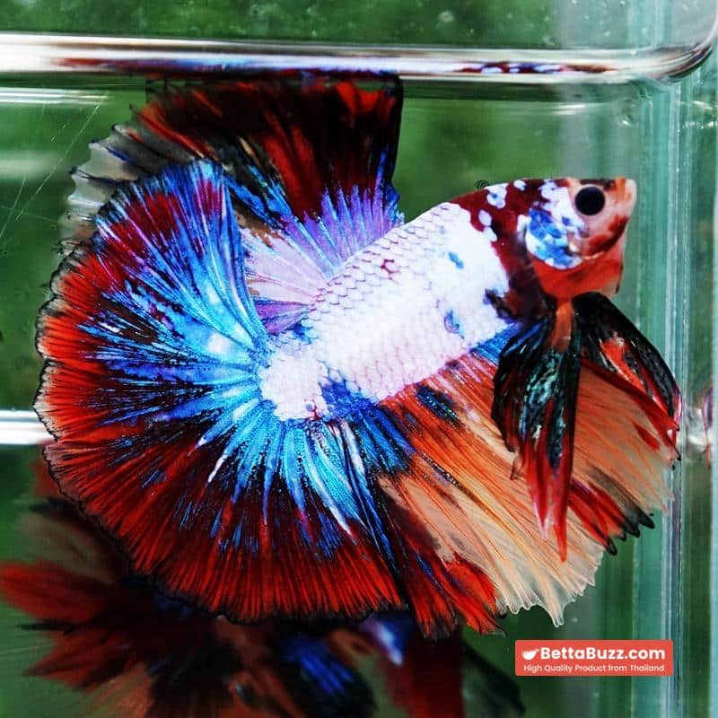 Betta fish Multicolor Candy Red Scaft Sky Hawk HM - Image 6