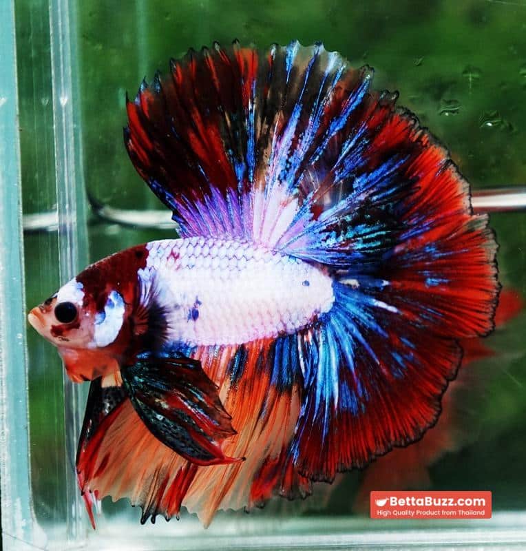 Betta fish Multicolor Candy Red Scaft Sky Hawk HM - Image 3
