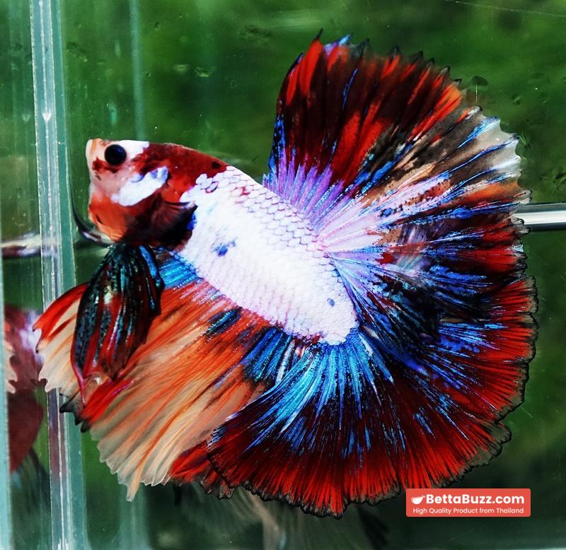 Betta fish Multicolor Candy Red Scaft Sky Hawk HM - Image 7