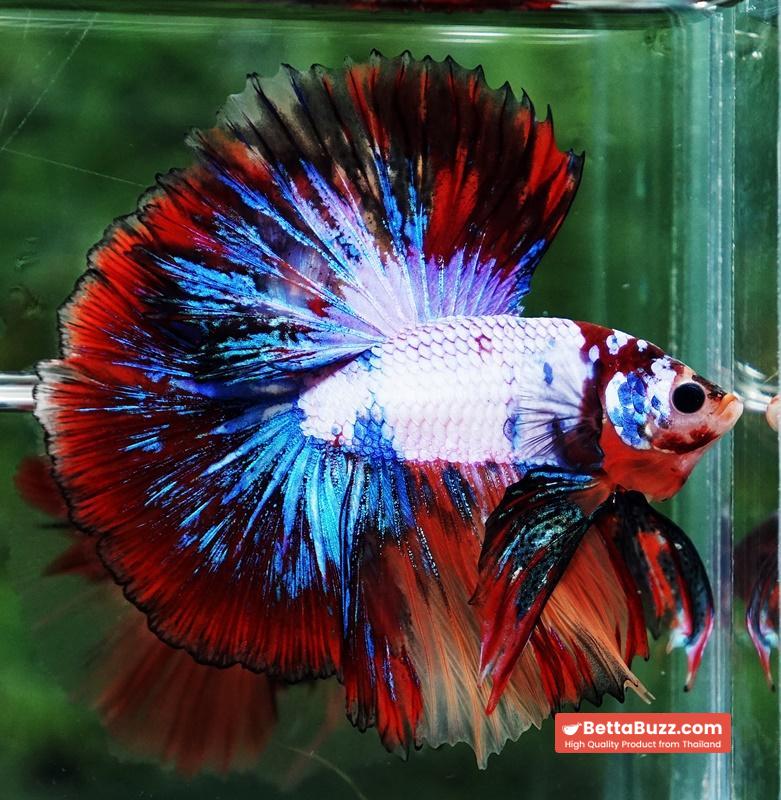 Betta fish Multicolor Candy Red Scaft Sky Hawk HM - Image 4
