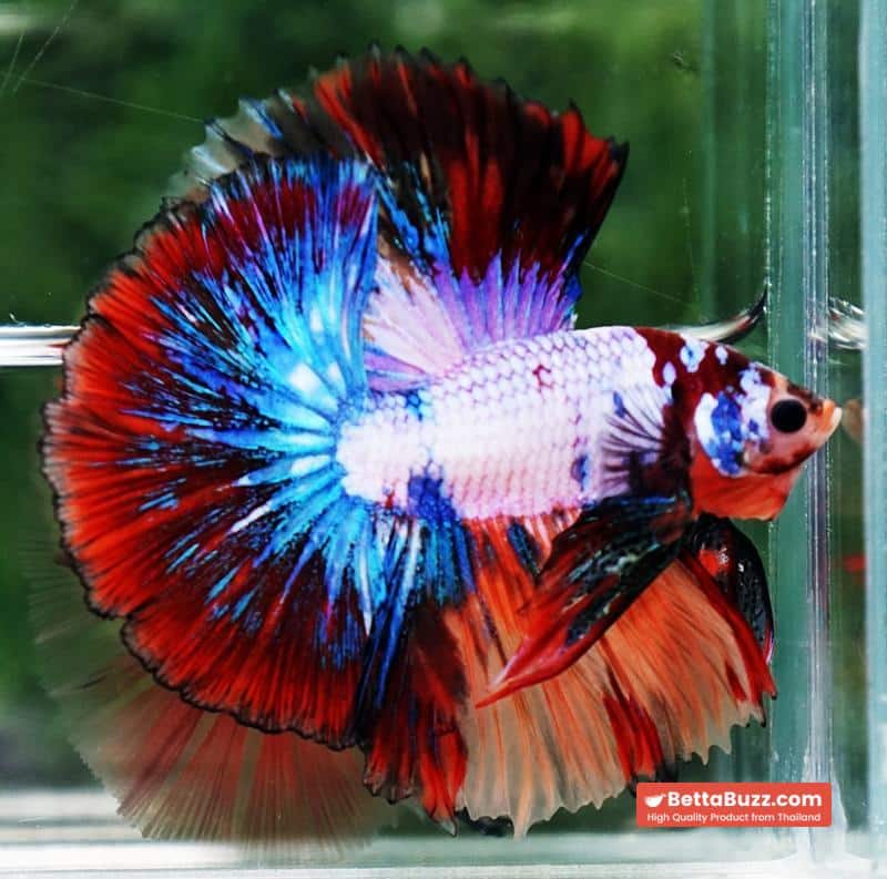 Betta fish Multicolor Candy Red Scaft Sky Hawk HM - Image 2