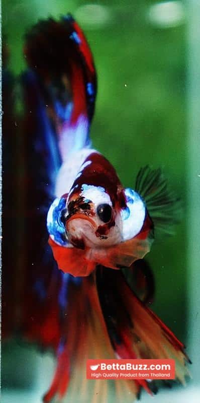Betta fish Multicolor Candy Red Scaft Sky Hawk HM - Image 8