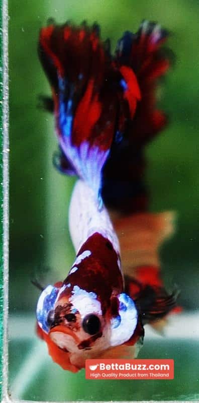 Betta fish Multicolor Candy Red Scaft Sky Hawk HM - Image 9