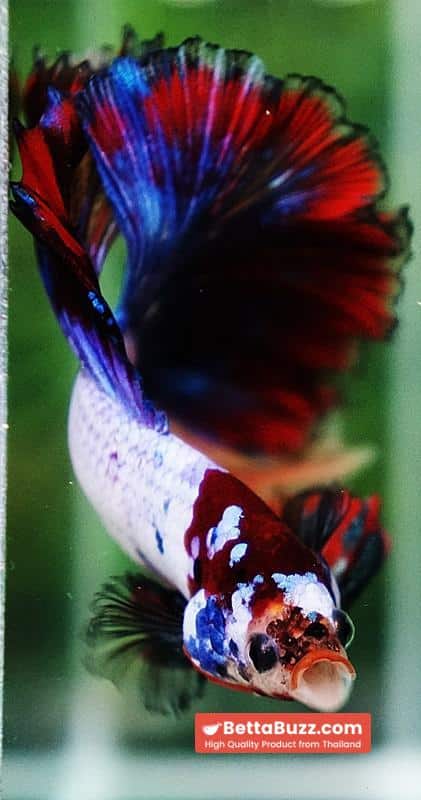 Betta fish Multicolor Candy Red Scaft Sky Hawk HM - Image 10