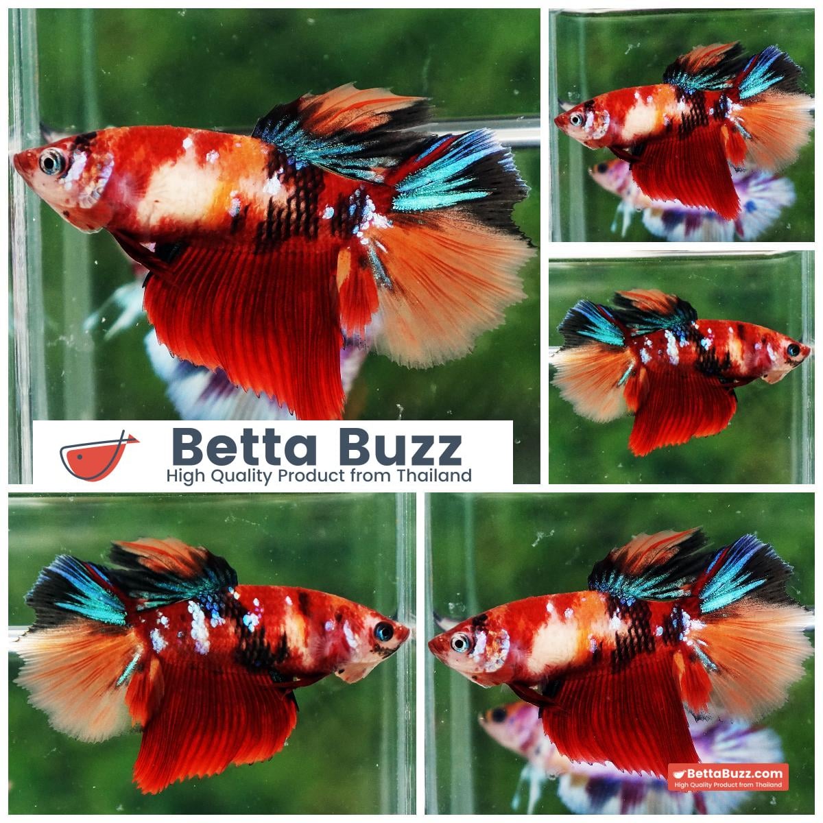 Betta fish Female HM Angry Emerald Candy Nemo