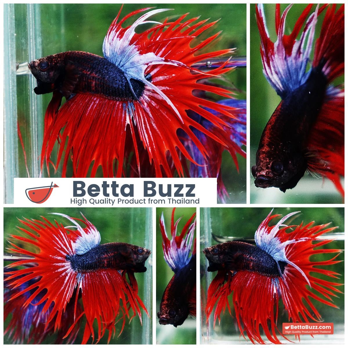 Betta fish CT Dark Hell Boy