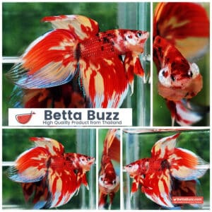 Betta fish Nemo on Fire (VT)