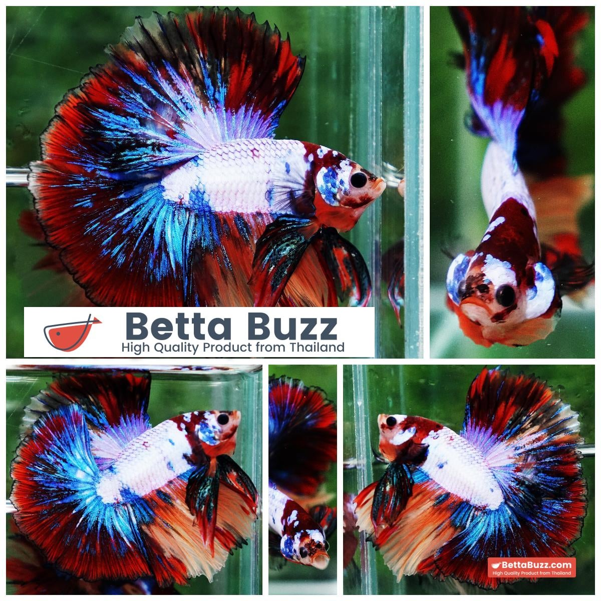 Betta fish Multicolor Candy Red Scaft Sky Hawk HM